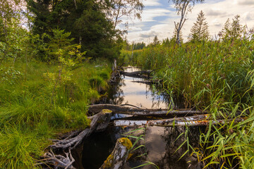 Quellbach im Wurzacher Ried 