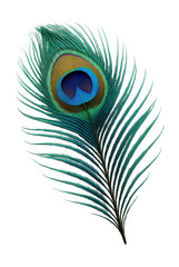 Obraz premium Colorful peacock feather showcasing a shimmering blue and green eye design.