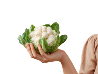 Hand holds fresh cauliflower on transparent background