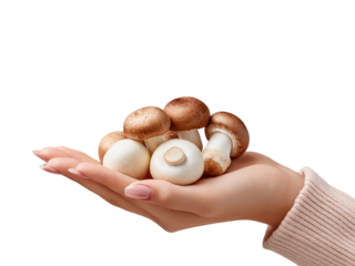 Female hand with brown and white mushrooms in palm