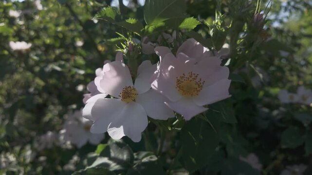 White flowers of Dog rose, Rosa canina swaying in the breeze