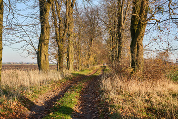 Trees growing along a dirt road among cultivated fields on a sunny autumn day