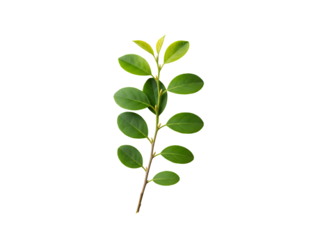 a fresh green twig set against a white background
