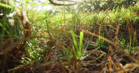 Showing clump of green grass and dried brown blades swaying at ground level, soil and twigs