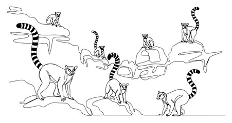 One continuous line drawing of a group of ring-tailed lemurs Wild animal from Madagascar in minimalist one line art style vector illustration