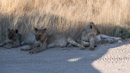 Safari im Etosha Nationalpark