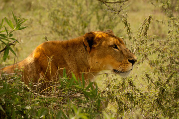 Lioness Preparing for an Ambush