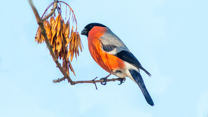 red backed shrike