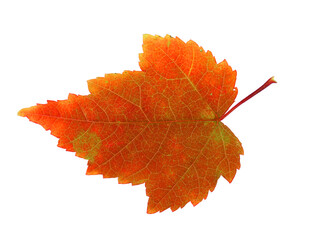 real colorful maple leaf isolated on white background