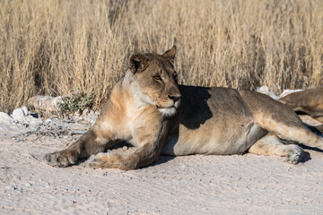 Safari im Etosha Nationalpark