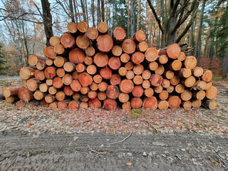 A pile of logs sitting on top of a dirt road