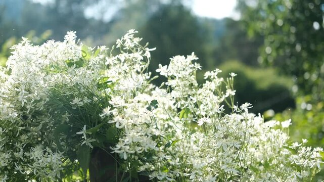 Blooming white clematis in the garden, bathed in the bright summer sun. Clematis, a perennial flowering plant. The beauty of nature.
