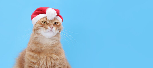 Ginger cat in a Santa hat on bright blue backdrop, adorable festive portrait with clean composition...