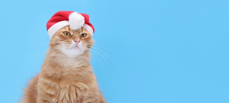 Ginger cat in a Santa hat on bright blue backdrop, adorable festive portrait with clean composition and copy space, ideal for holiday promotions and social graphics.