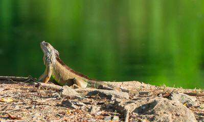 wild lizard in Costa Rica