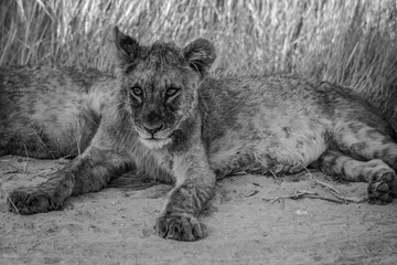 Safari im Etosha Nationalpark