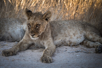 Safari im Etosha Nationalpark