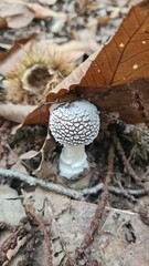 Un beau bébé amanite panthère poussant dans les feuilles mortes dans une forêt de châtaigniers d'Île-de-France (vallée de Chevreuse)
