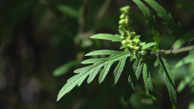 Close-up of fern-like dissected leaves of Ambrosia artemisiifolia for weed control guides.