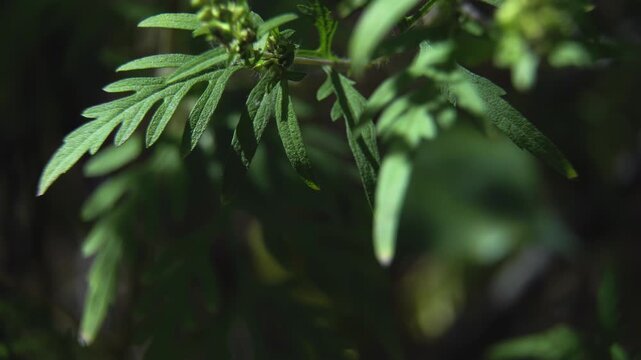 Ragweed Leaf Identification: Fern-like Foliage of Common Ragweed Macro.