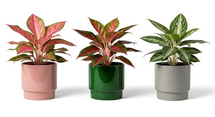 Three potted chinese evergreen plants