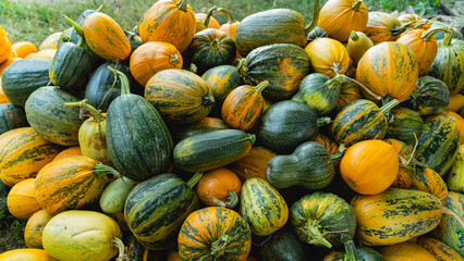 Autumn harvest colorful squashes and pumpkins in different varieties.