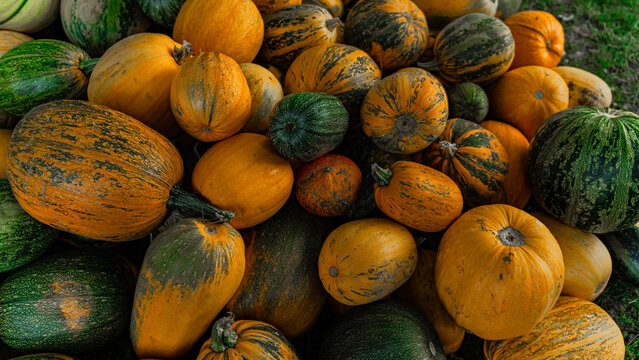 Autumn harvest colorful squashes and pumpkins in different varieties. - Powered by Adobe