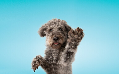 Lustiger grauer Hund hebt Pfote vor blauem Hintergrund, Studioaufnahme