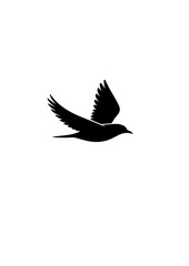 Obraz premium a-clean-vector-illustration-of-a-bird