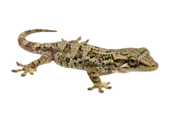 A single small gecko with intricate camouflage skin patterns and details, isolated on a pure white background for easy cutout