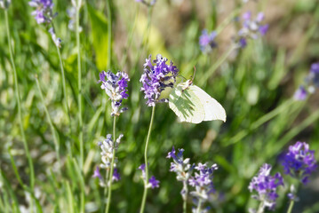 Common brimstone butterfly (Gonepteryx rhamni) sitting on lavender in Zurich, Switzerland