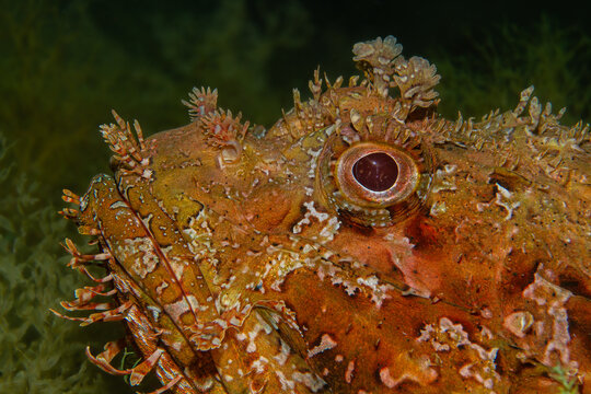 Predator's Gaze: Spectacular close-up on the intense eye of a Scorpaena scrofa (Red Scorpionfish), master of camouflage in the Mediterranean depths