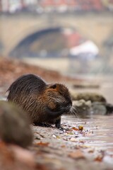 Wild nutria in center of Prague. It lives near the Vltava river