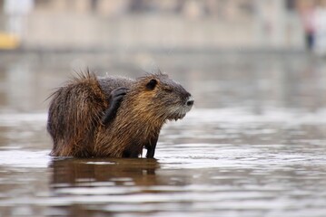 Wild nutria in center of Prague. It lives near the Vltava river