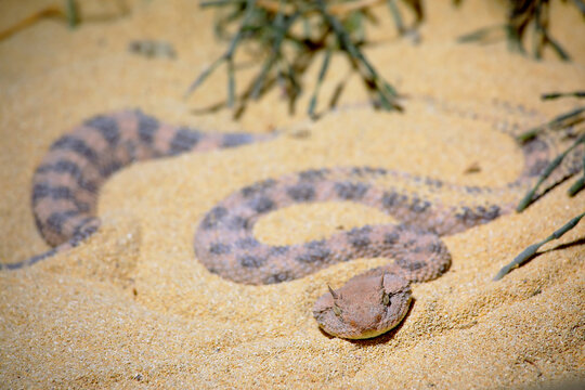 Horned viper Cerastes cerastes partly covered in the sand.