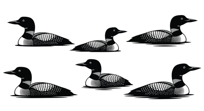 A collection of detailed black and white illustrations depicting common loons