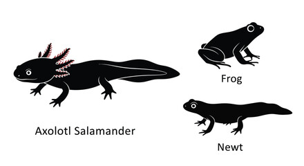 Black silhouettes of an axolotl frog and newt amphibians displayed