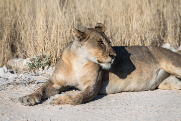 Safari im Etosha Nationalpark