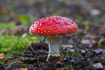 fly agaric mushroom, close-up