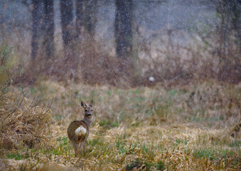 Roe deer during snowfall © Josef