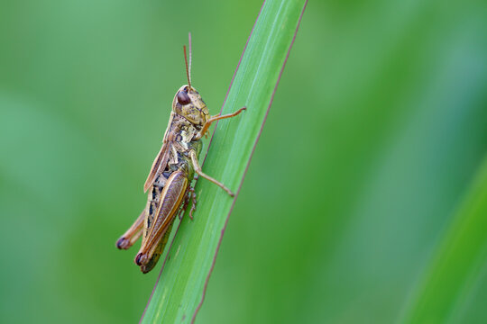 grasshopper larva on a leaf