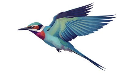 Obraz premium Colorful lilac breasted roller bird in flight against white background