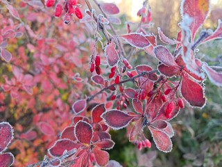 Autumn frost on a barberry branch, barberry, autumn frost, frosty freshness.