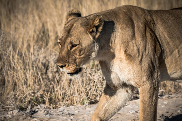 Safari im Etosha Nationalpark