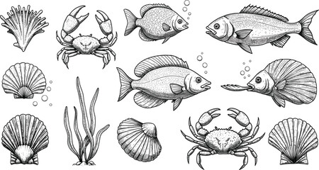 Hand drawn black and white illustration of marine life including fish crabs and seashells © Ambia Art