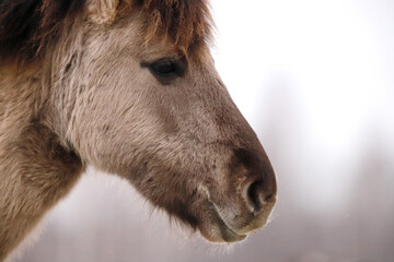 A serene scene featuring a horse captured in the frosty backdrop of winter. It represents the warmth of the holiday season with a focus on joy and renewal for the new year in 2026
