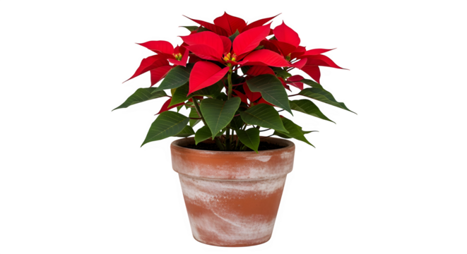 Vibrant red poinsettia plant in a rustic terracotta pot isolated on transparent background - Powered by Adobe