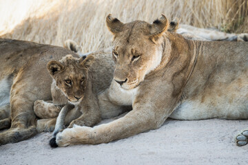 Safari im Etosha Nationalpark
