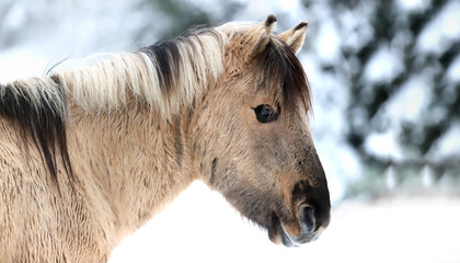 A serene horse stands quietly in the snow, celebrating the joy of New Year 2026 and Christmas. Snow softly blankets the ground, creating a calm winter scene