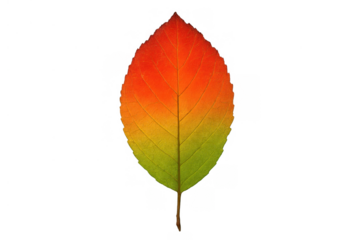 Autumn leaf displaying vibrant gradient colors from red to orange, yellow, and green, isolated with transparent background
